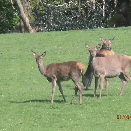 Kiln Lägenhet Cill Airne